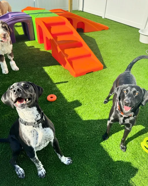 Central Bark Asheville