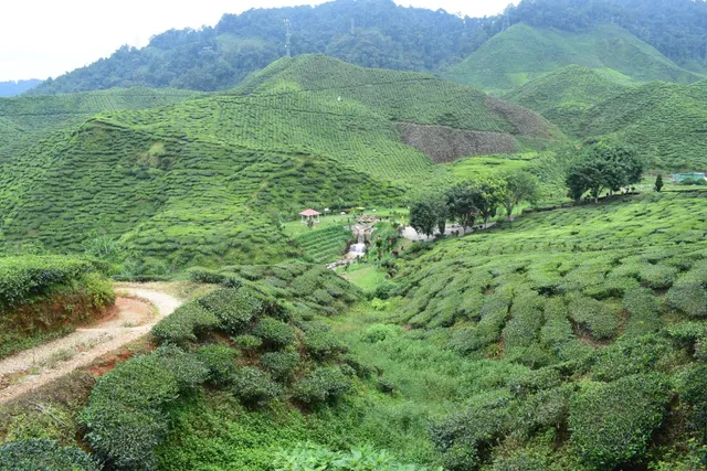 Cameron Bharat Plantation Sdn Bhd
