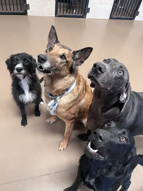 Coddled Critters Pet Resort and Spaw