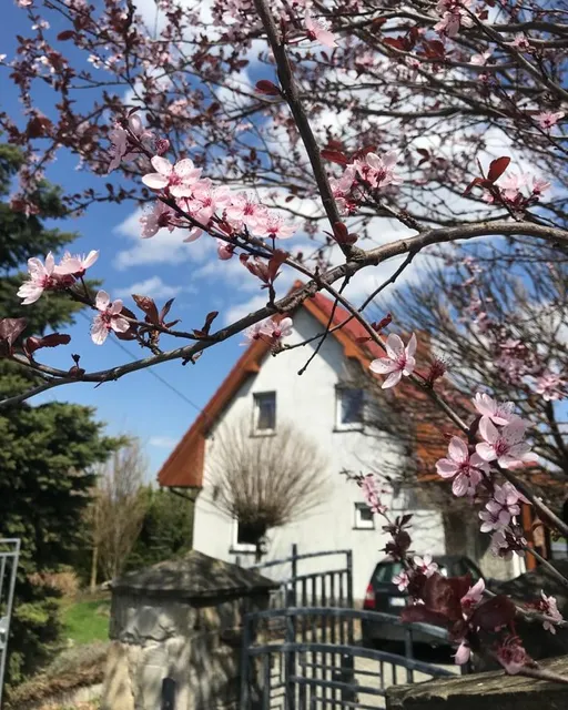 Lawendowe Wzgórze 21