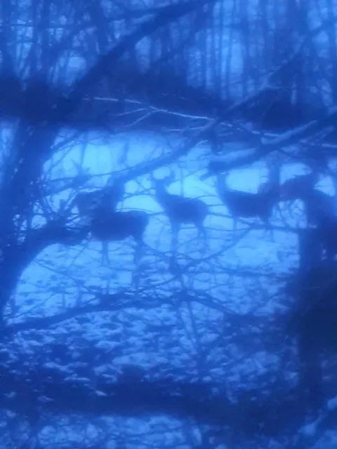 Fürstliches Forsthaus Sylvan