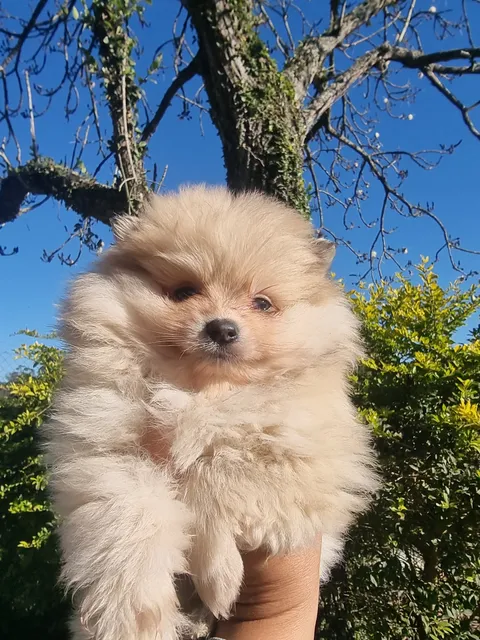 Milady's Kennel e MK Bulls