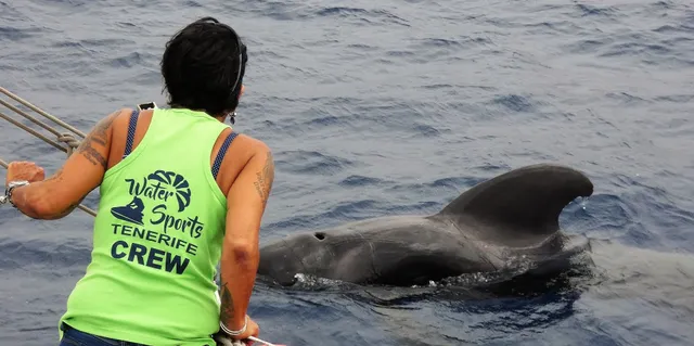 No.1 Whale and Dolphin Tour Tenerife