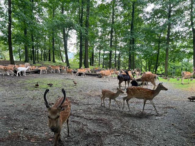 Deer Park Vejle