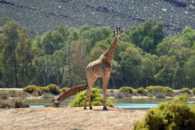 Aquila Private Game Reserve