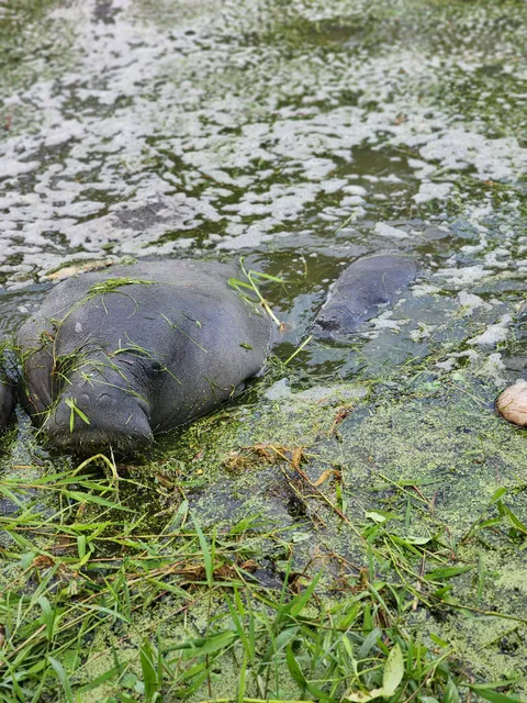 Guyana National Park