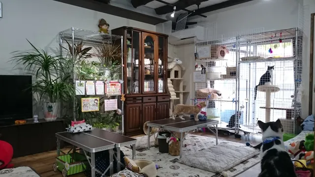 Cat Cafe Salon de Kei
