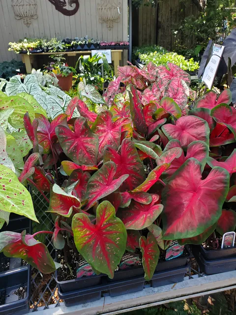 Antiques & Garden Collectibles