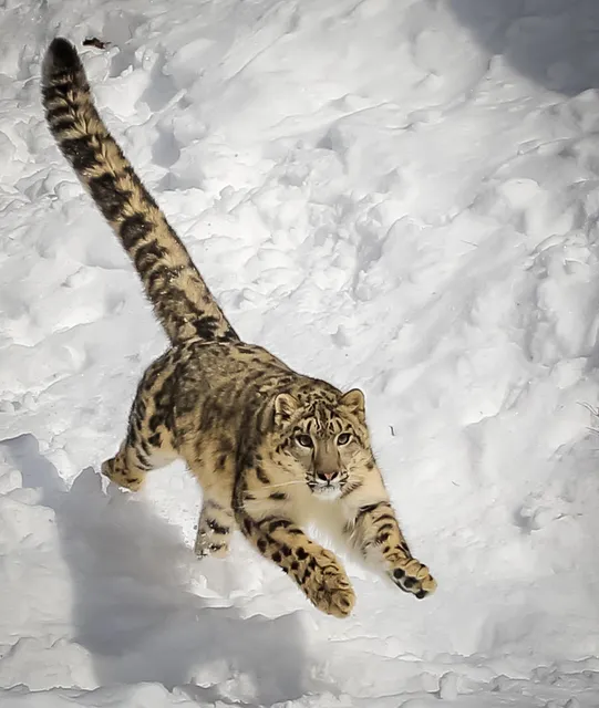 Triple D Game Farm Inc