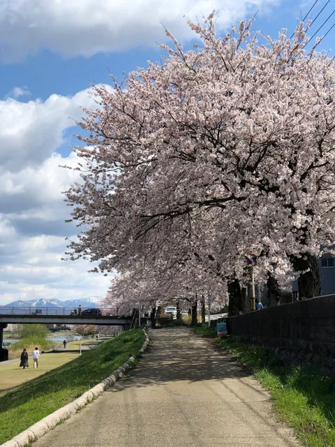 Sakura Bridge