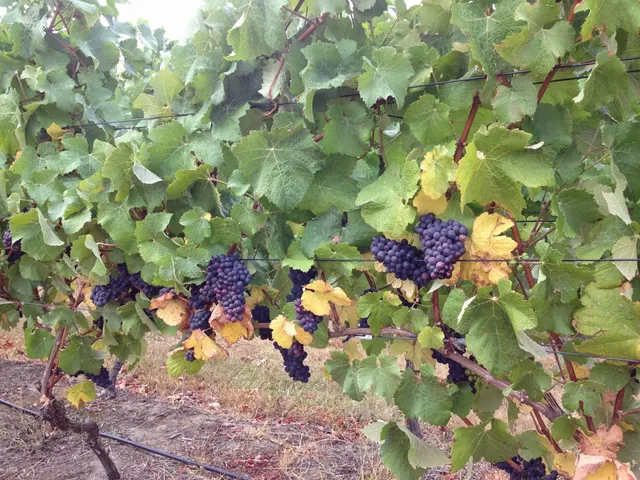 Iron Pot Bay Vineyard