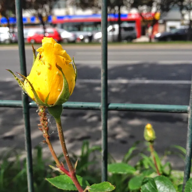Qinghua East Road Strip-shaped Park