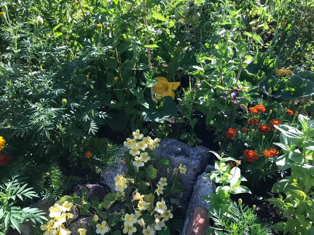 Judkins P-Patch Community Garden