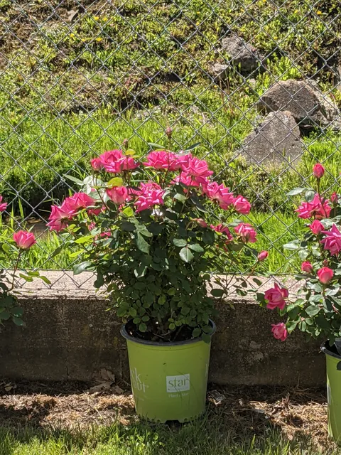 Becker's Florist & Greenhouse