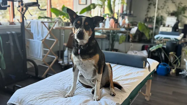 The Iron Palm Massage Therapy