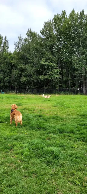 Valley of the Moon Dog Park