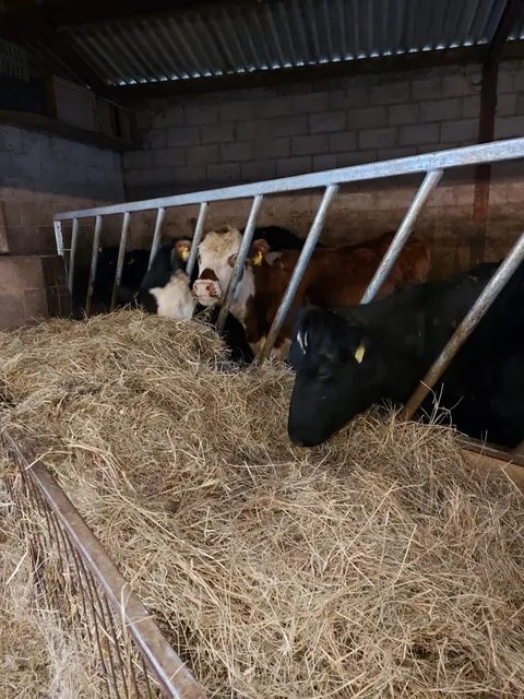 Watercress Farm, Chez Candice Van