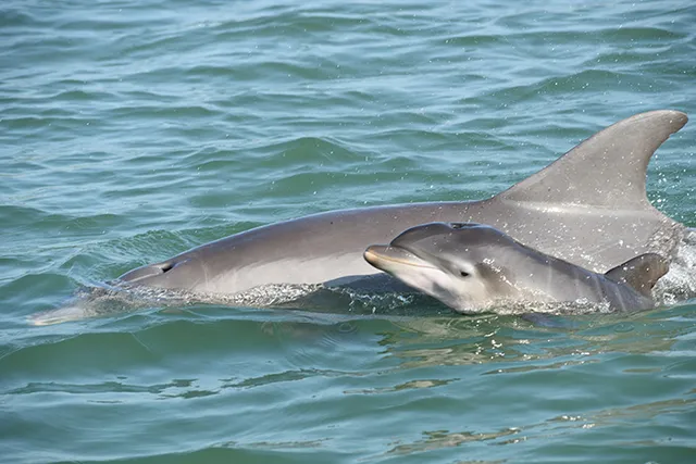 Anna Maria Island Dolphin Tours