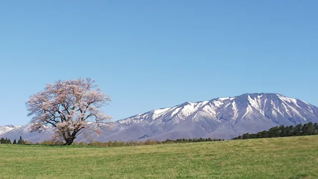 Solitary Cherry Tree at KOIWAI FARM