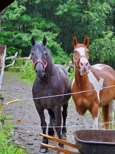 Equestrian Center Robidas