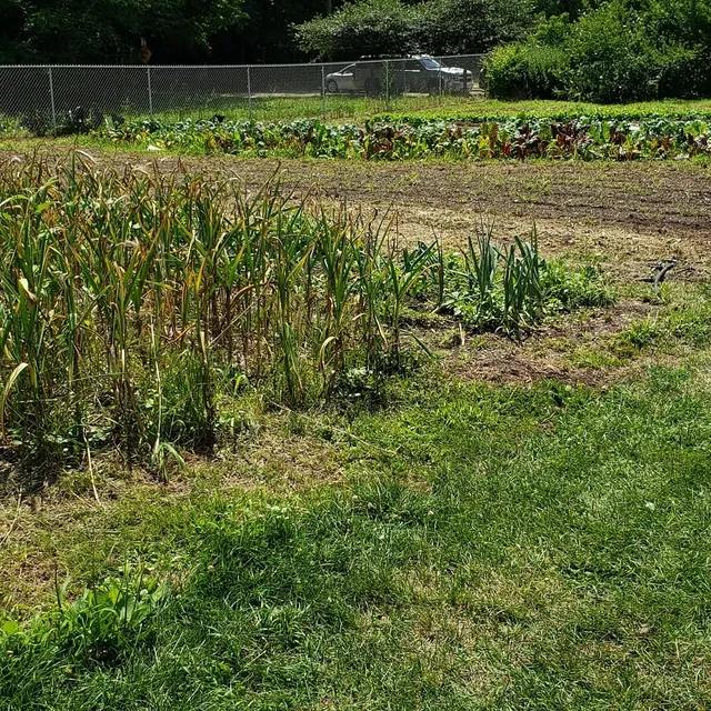 Binghamton Urban Farm