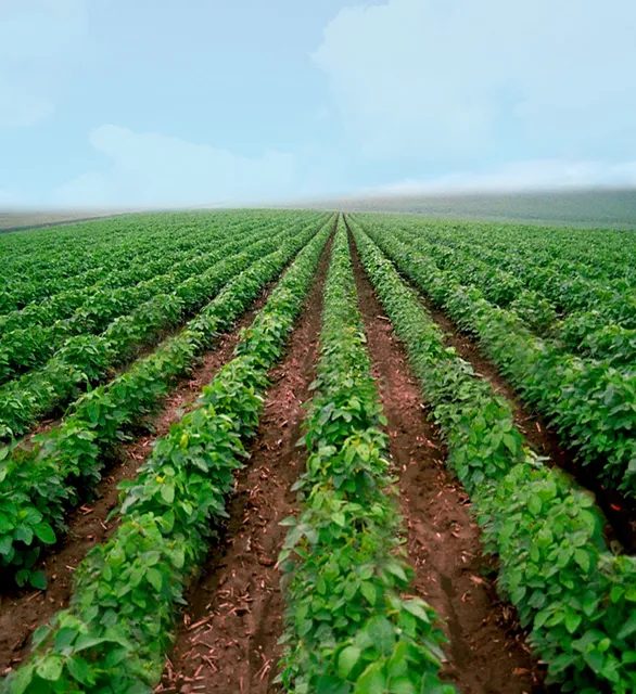 Municipio de Villa Constitución