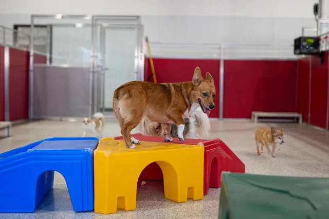 The Dog Stop - Kenner, LA