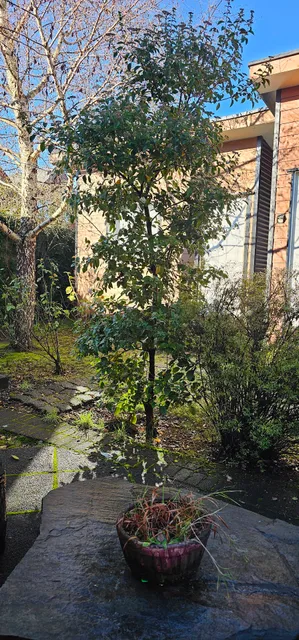 Cabañas borde lago puerto varas