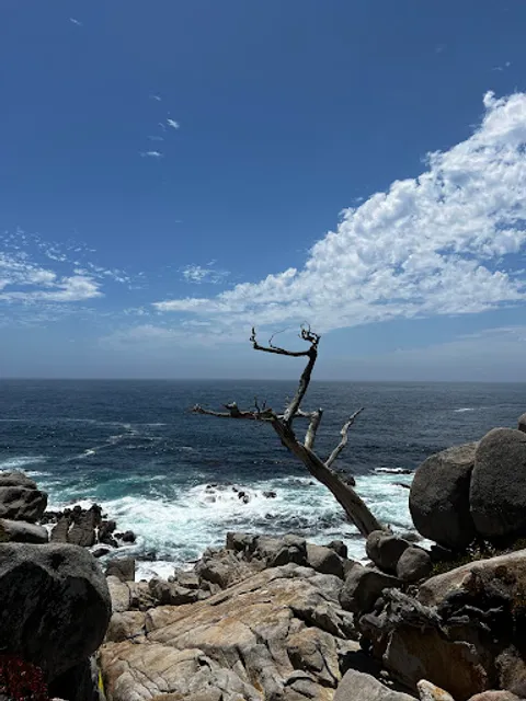 Ghost Trees at Pescadero Point