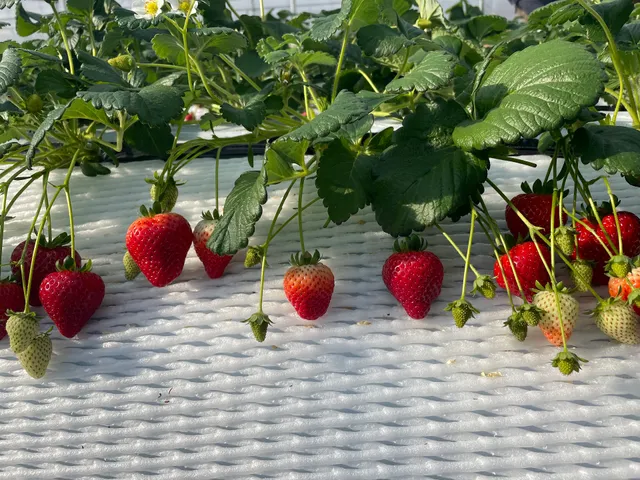 Strawberry Forest