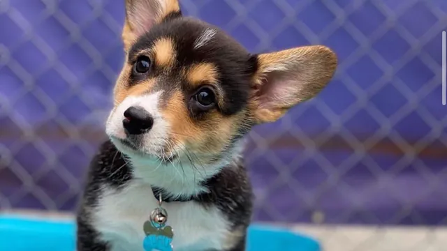 Central Bark West Columbia