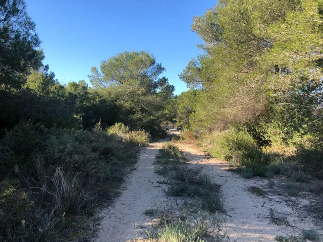 La Devesa del Saler (sud)