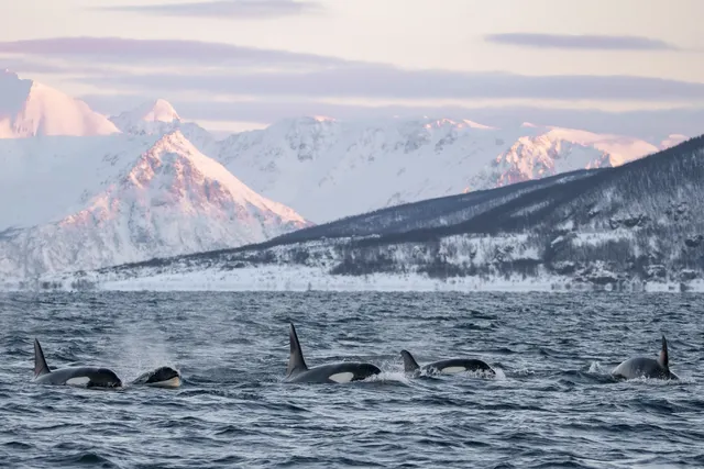 Arctic Whale Tours - Tromsø