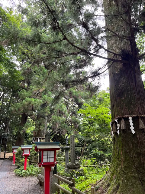 Cedar trees of Mt. Takao