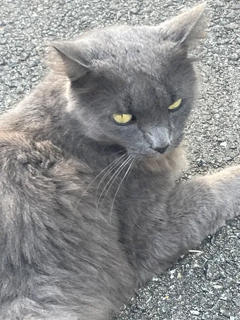 Krusty the Neighborhood Cat