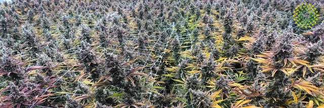 Trulieve Medical Marijuana Dispensary Coatesville