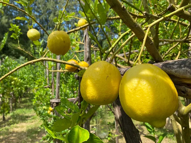 Pasutara พสุธารา