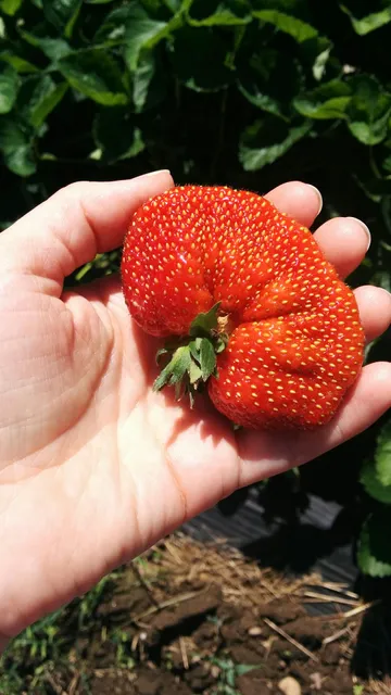 Booty Family Farm, LLC