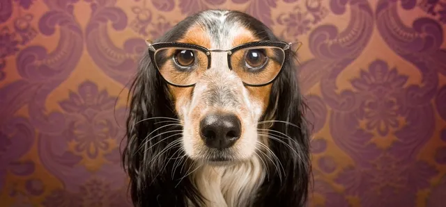 Dog Door Behavior Center (A Canine Cohesion Company)