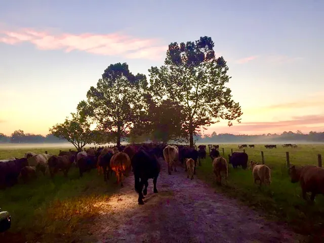 Palatka Cattle Company