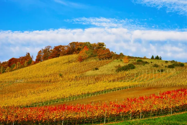 Ferienwohnungen Wilhelmi