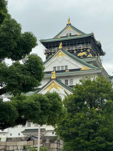 Camphor Tree Planted by Toyotomi Hideyoshi