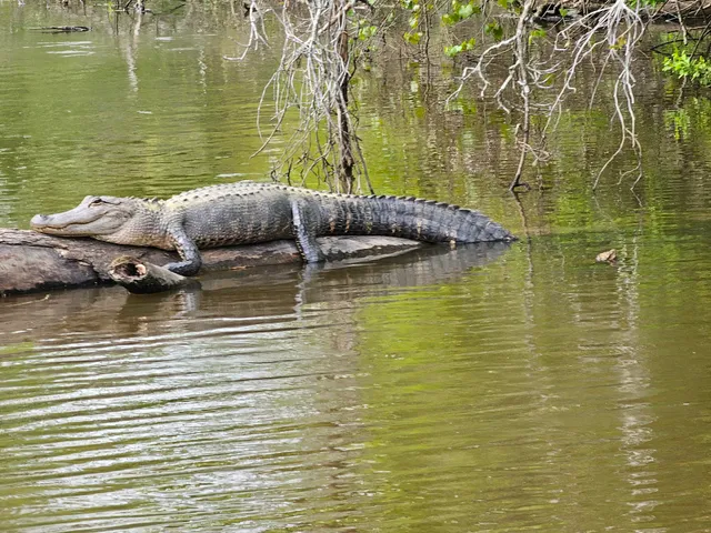 Cajun Pride Swamp Tours