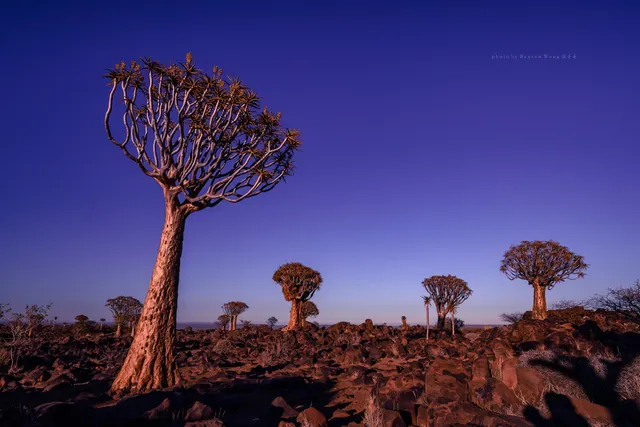 Quiver Tree Forest