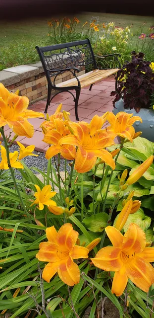 Oakes Daylilies