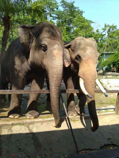 ช้างเอเซีย