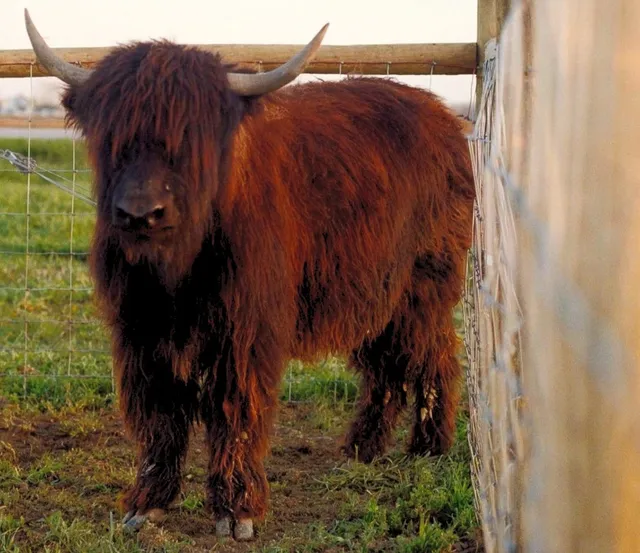 Woolly Yak Ranch & Winery