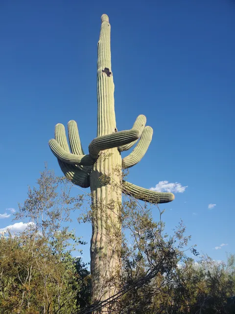 AZ Cactus Experts
