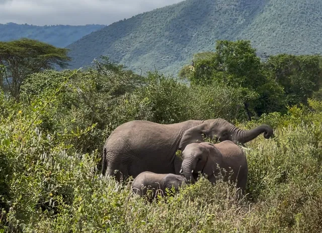 Serengeti Mystery Adventures