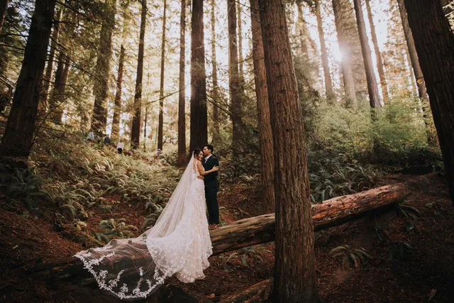 Redwood Observation Deck